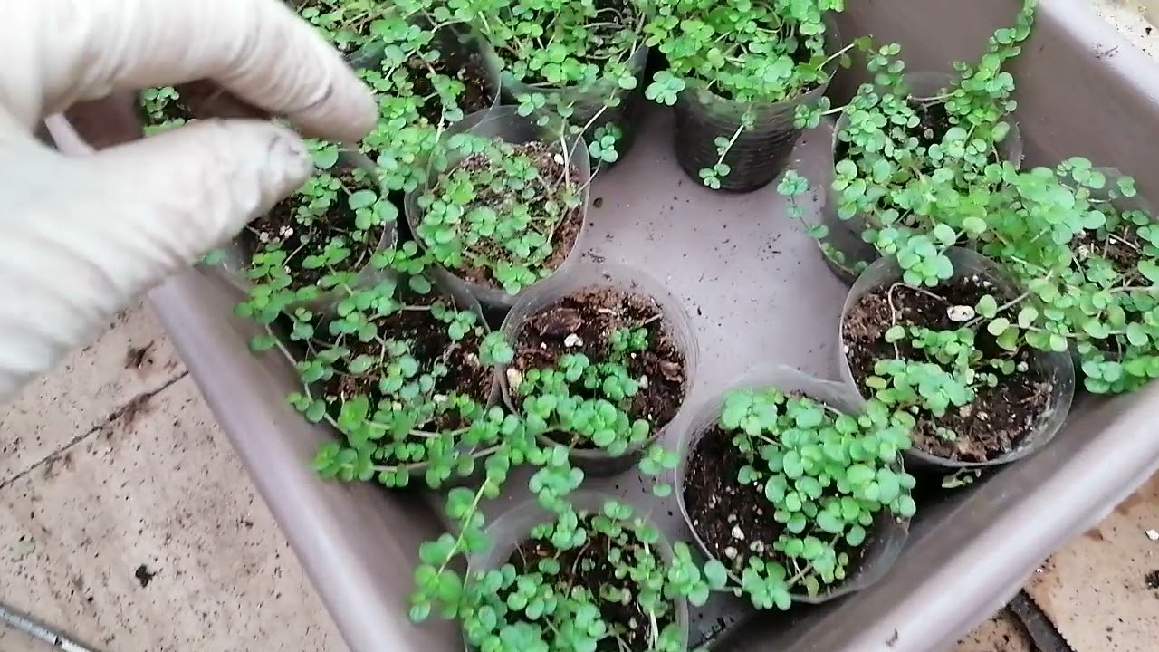 Солейролия. Уход, размножение, особенности.