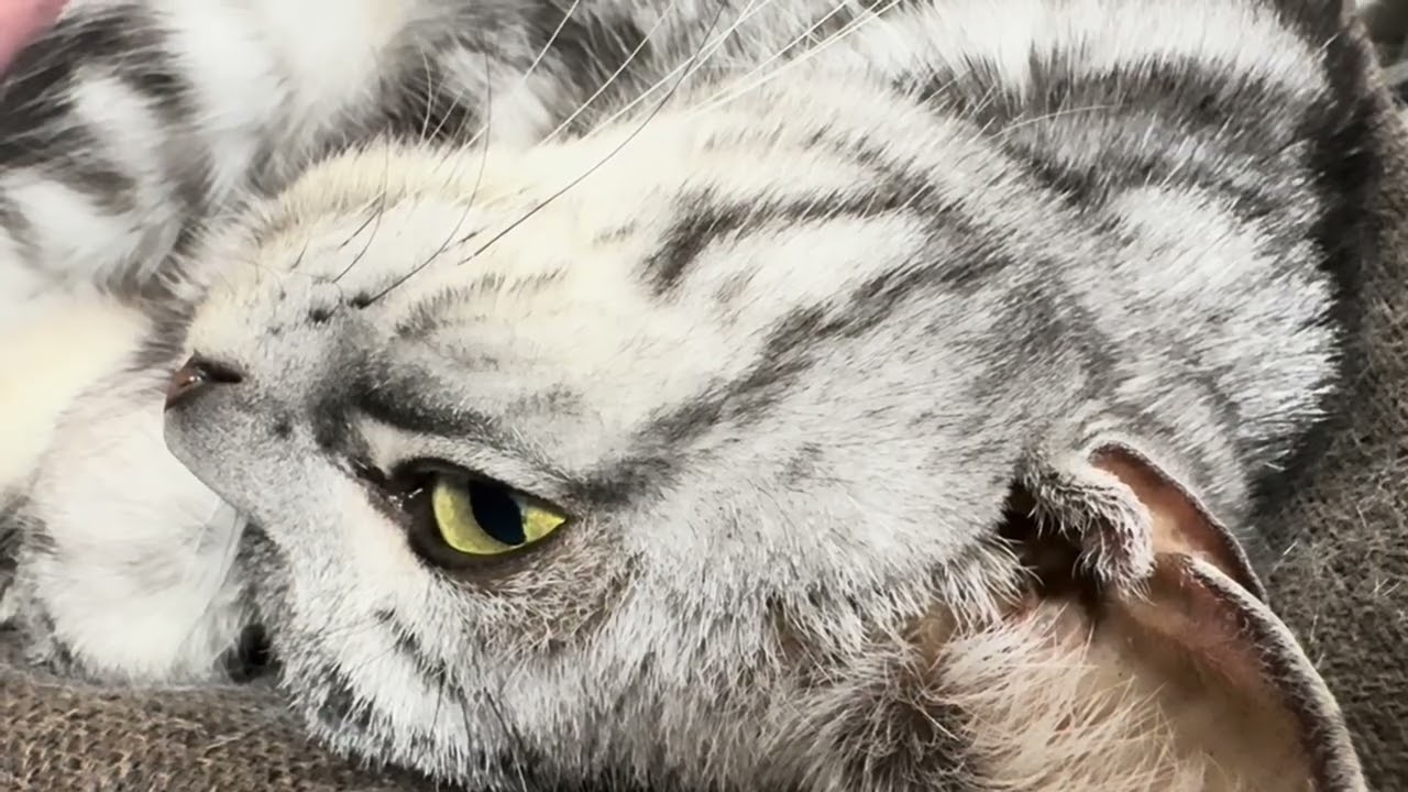 【猫用ASMR】満足そうな顔で喉をゴロゴロ鳴らす猫のクレアさん