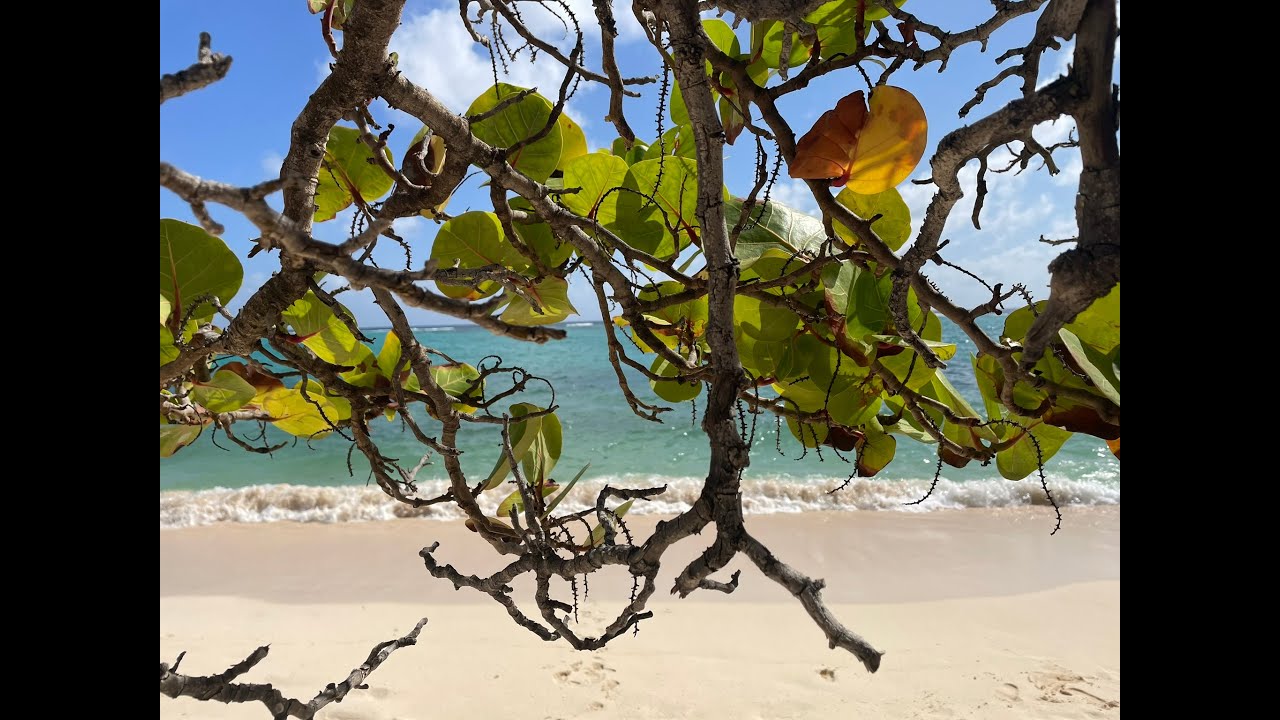 [J- 3  Guadeloupe] Coup de coeur à Marie-Galante