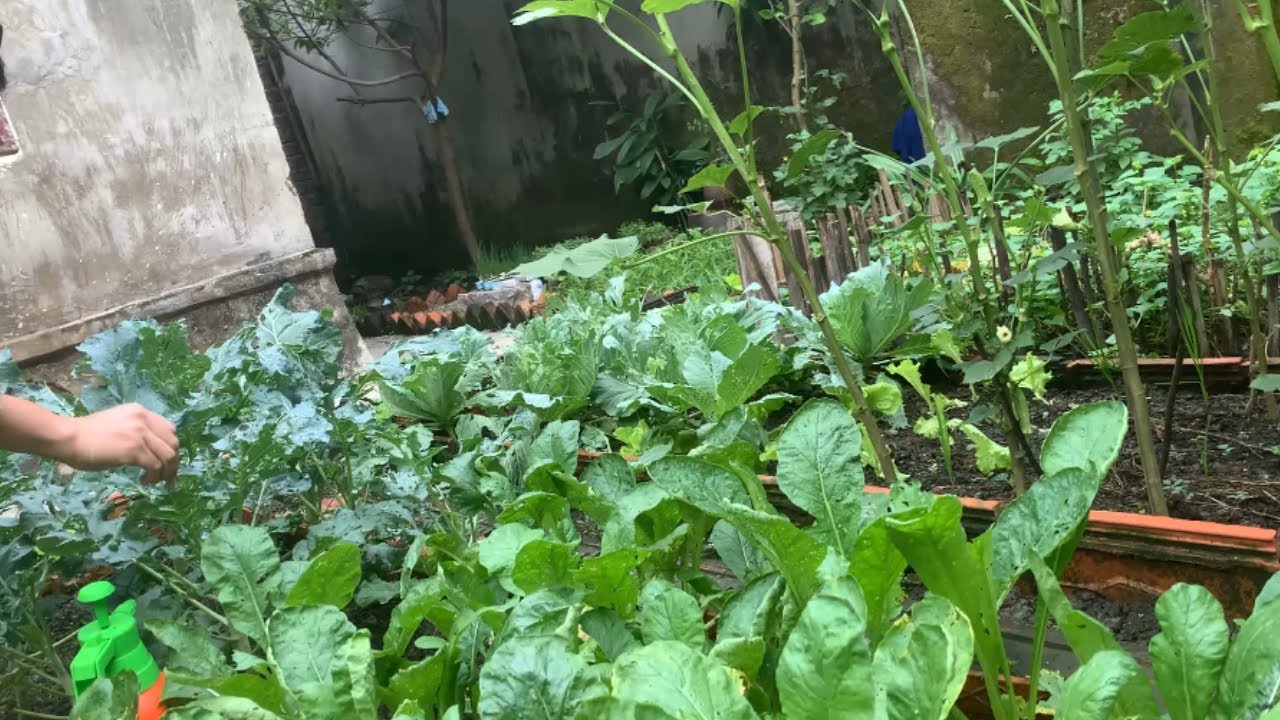 Vegetable Garden Renovation Episode 8 - Tour My Renovated Garden