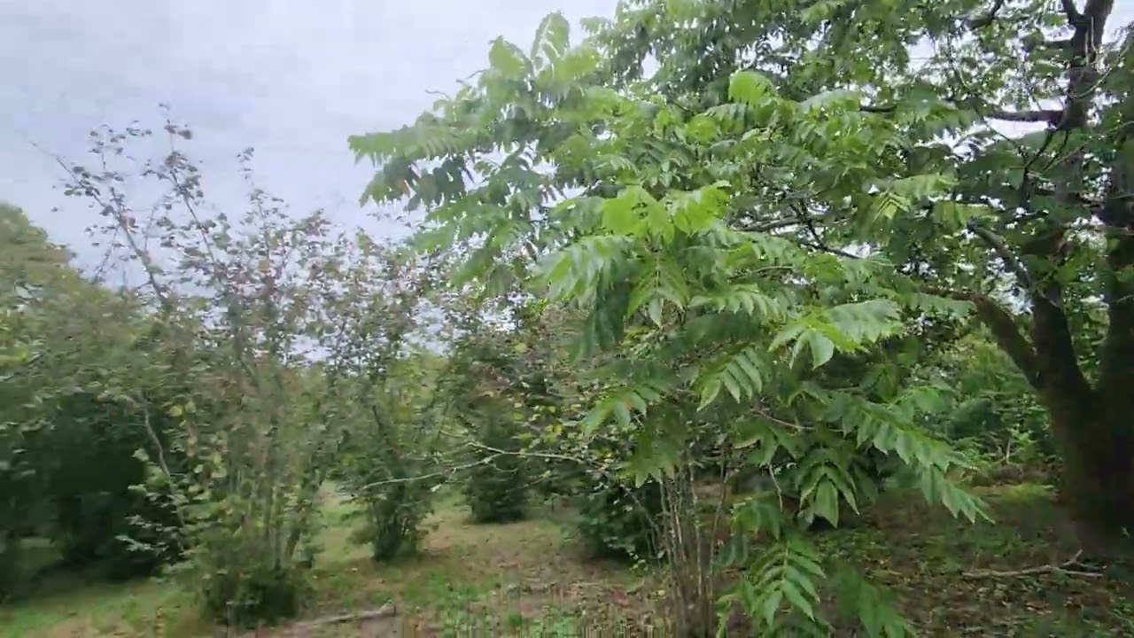 Частный дом в Озургети.