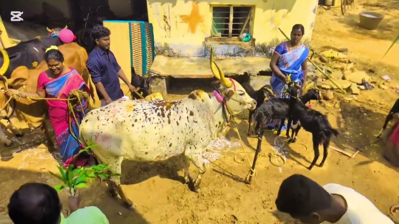 #pongal  celebration 🎉 2026