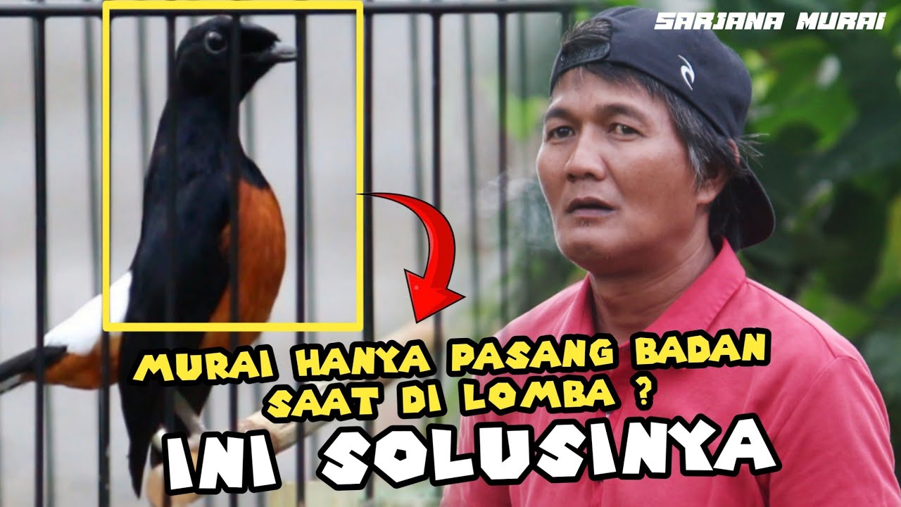 Cara mengatasi murai batu yang hanya pasang badan di lomba ‼️ ala sarjana murai 🔥