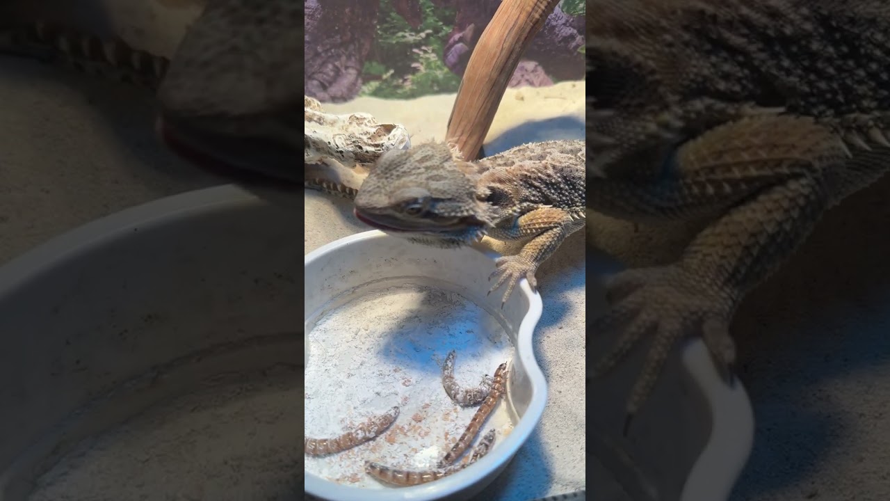 Feeding Rex once again..