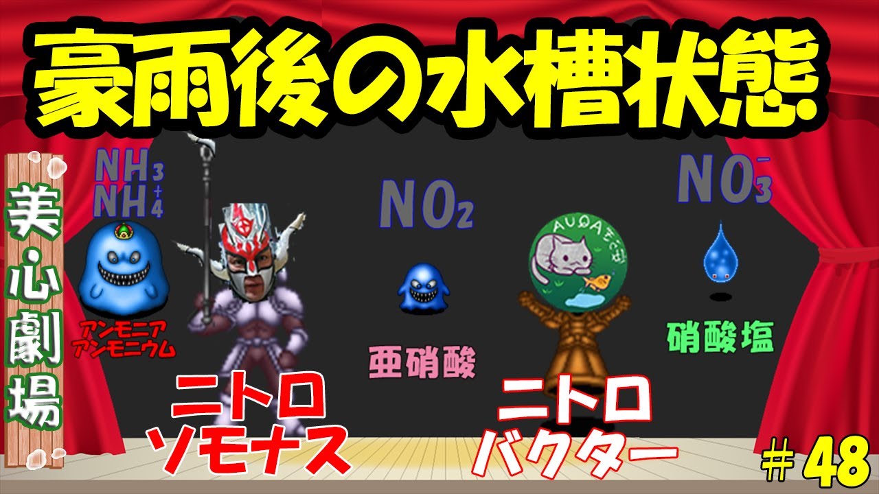 豪雨後の水質変化とアフターフォロー！影響は2週間後！【初心者向けバクテリア講座　第1弾】＃４８ ～美心めだか～