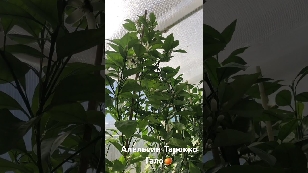 Апельсин Тарокко Гало🍊