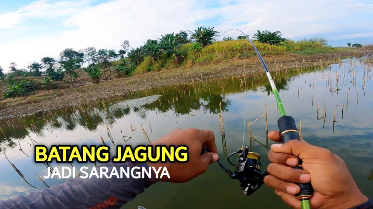 casting gabus di spot waduk cacaban!!  sambaranya super ganas