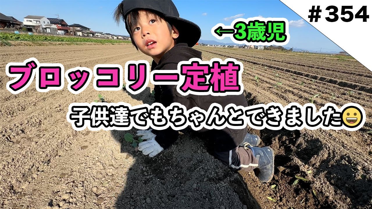 ブロッコリー定植作業　子供達もお手伝いしました笑