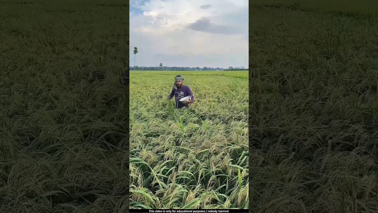 Sowing mustard in a standing paddy crop 😯l 