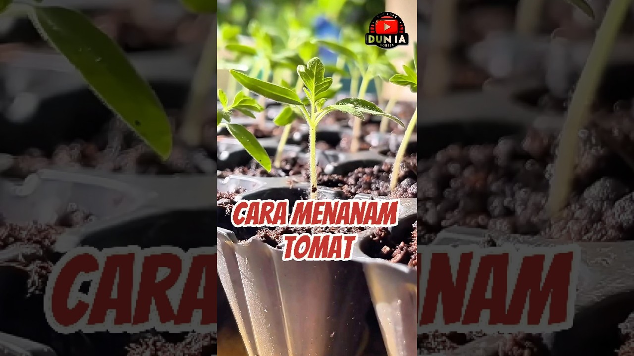 Cara Tanam Tomat