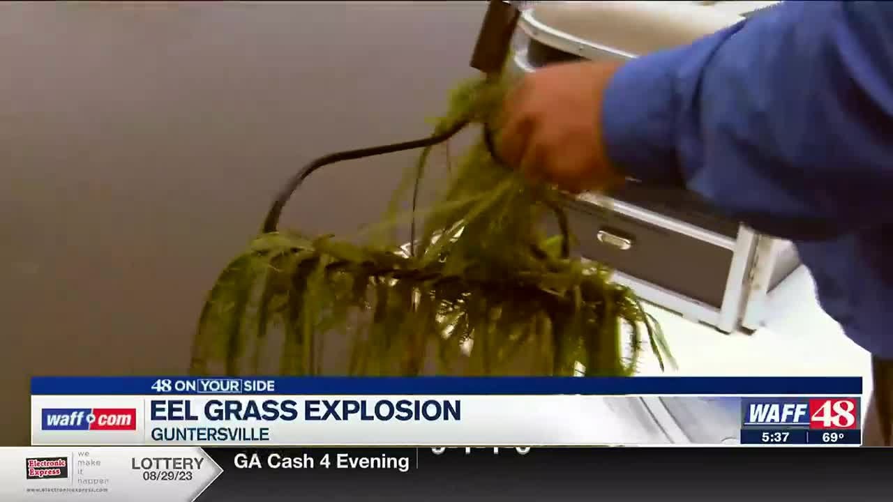 How crews battle eel grass on the lake in Guntersville