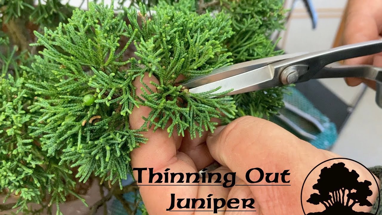 Thinning out a Juniper Bonsai - Greenwood Bonsai