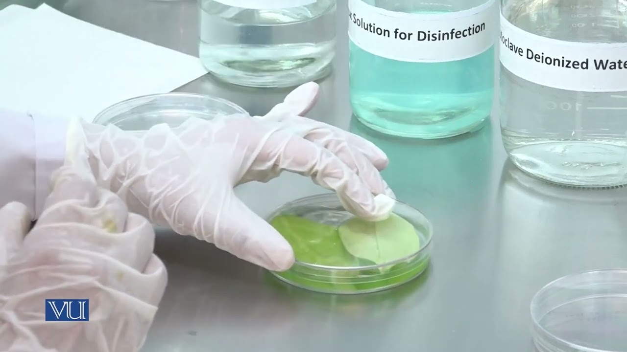 Sterilization and Preparation of X Plant | Agriculture Biotechnology (Practical) | BT613P_Lecture03