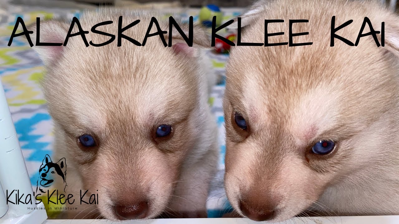 Alaskan Klee Kai Puppies | What color are these Klee Kai Pups?