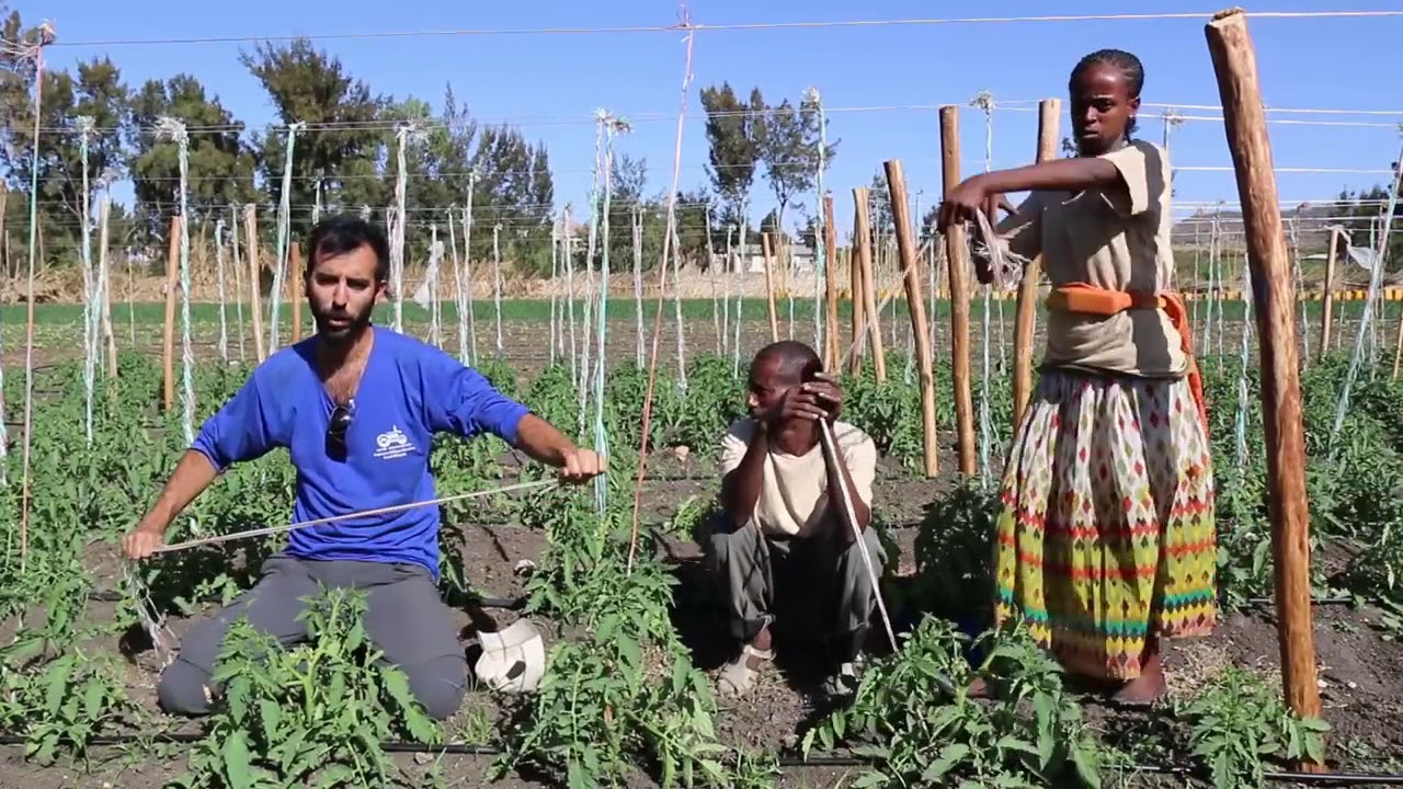 Instructional Video  - Growing Tomatoes in Ethiopia