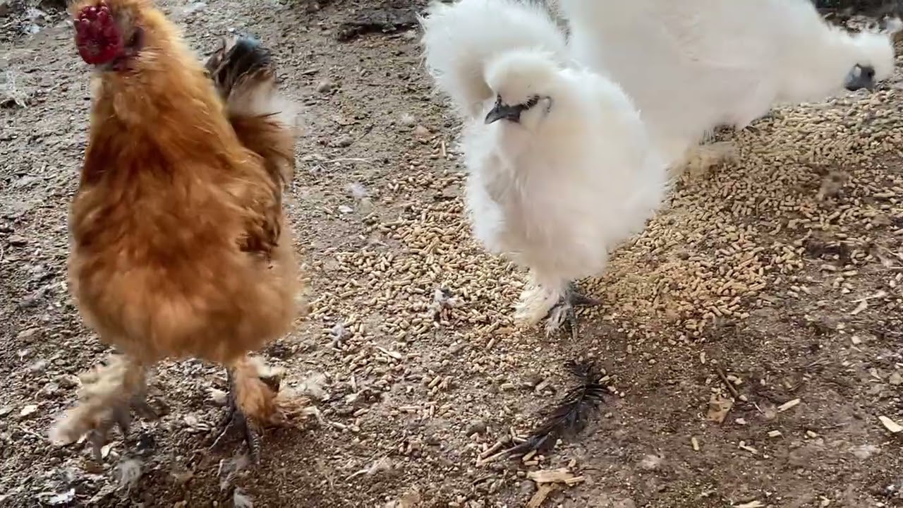 Marshmellow ‘s Frisky Powder Puff Flock finishing food #silkies #backyardchickens #farm