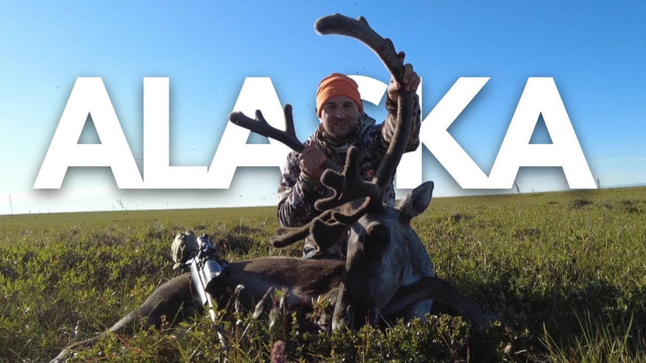 Alaskan Caribou Hunt!