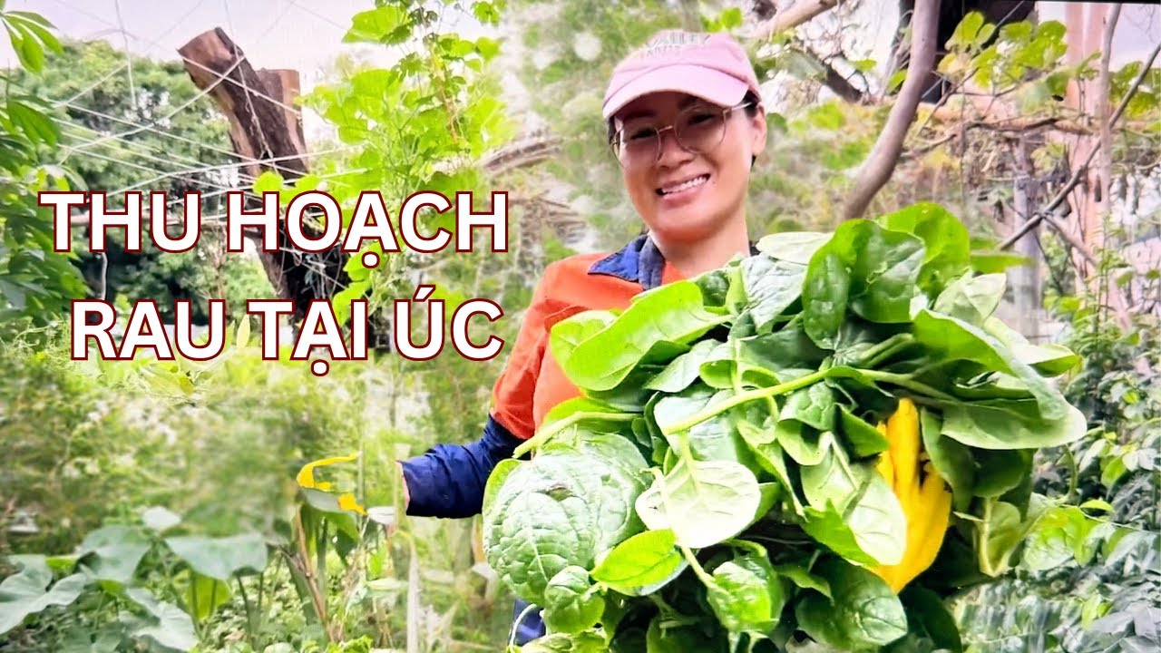 Rau Úc Và Những Niềm Vui Bất Ngờ