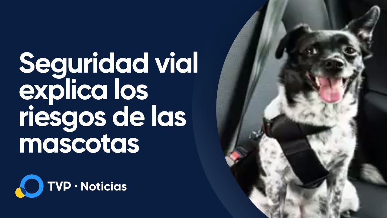 Cómo llevar a las mascotas en el auto