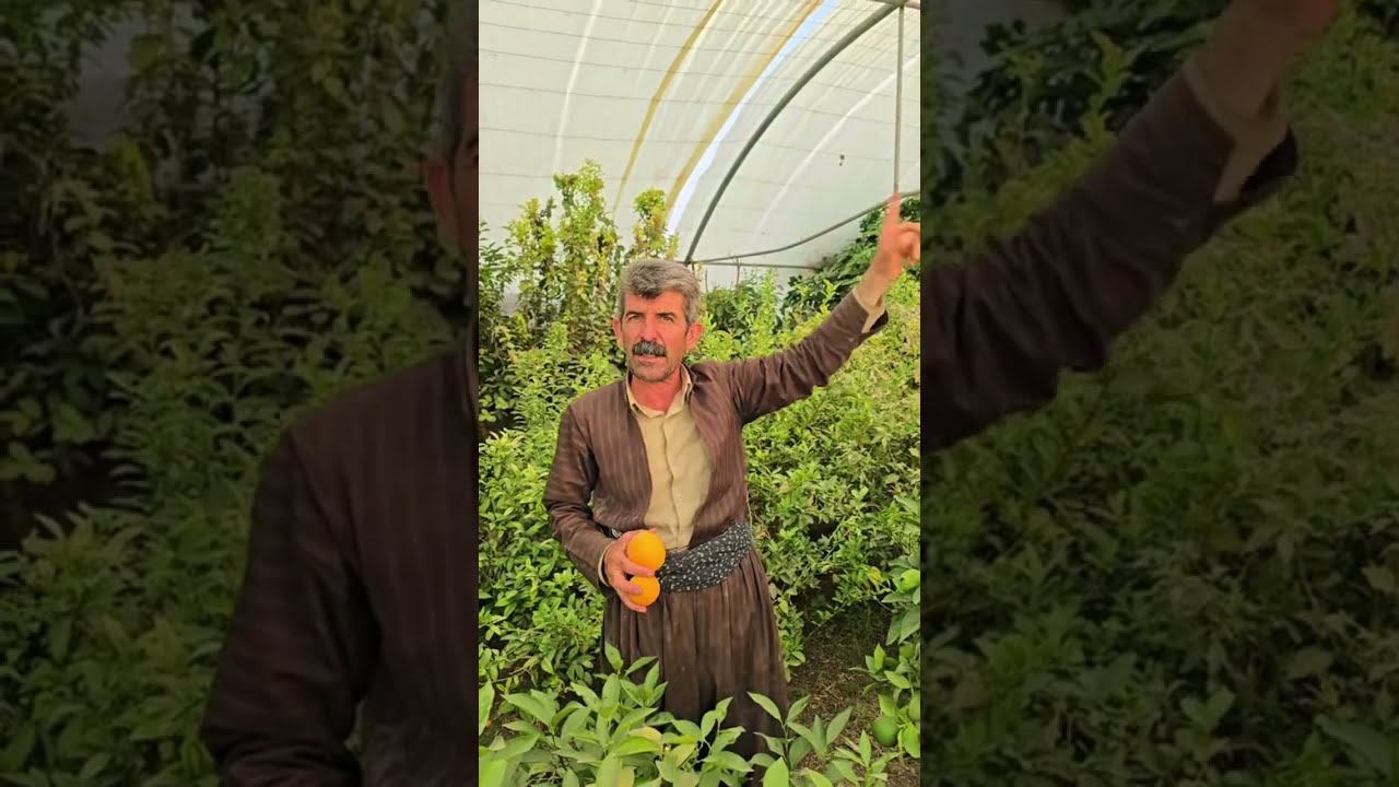 أسرار كاك آزاد في زراعة الحمضيات… خبرة سنين في 15 دقيقة! 🍊🌱