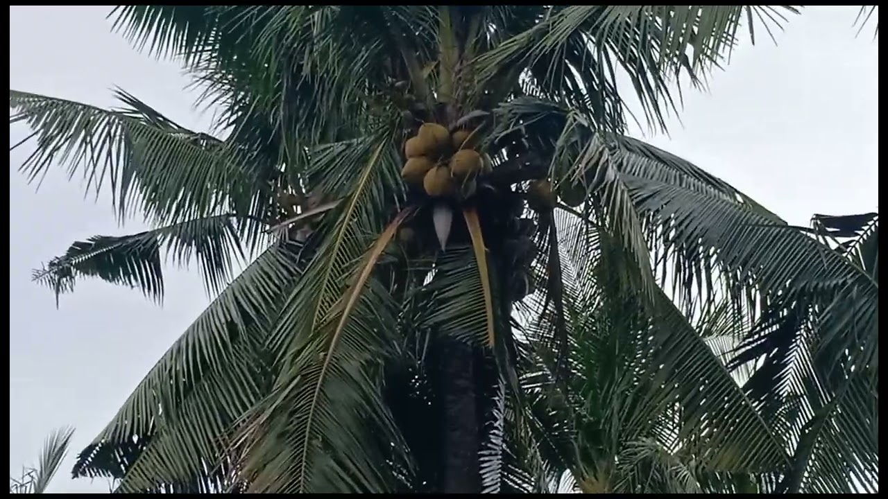 PASIL BEACH | LATEST UPDATE  JANUARY 14,2026 | AYUNGON, NEGROS ORIENTAL 