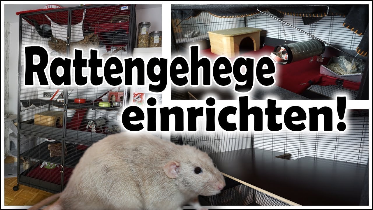 Rattenk&auml;fig / Savic Suite Royal XL einrichten (Zeitraffer) | Oktober 2017
