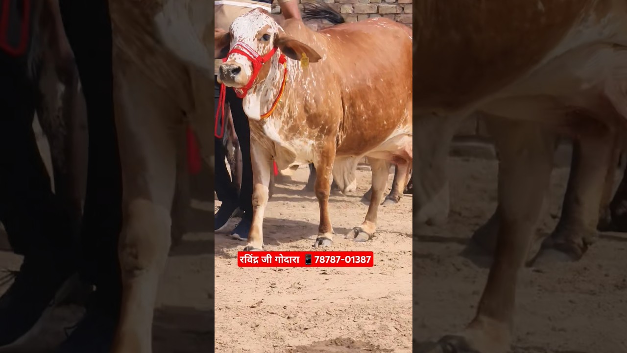 20 Letter Milk Top Class Gadri Rathi Cow For Sale #trending #cow #farm #farming #top #rathi