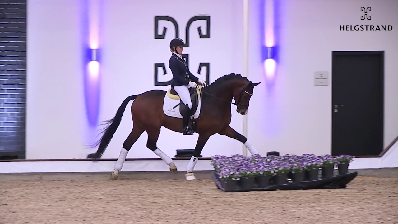 Downtown von Donkey Boy / Zack - hengst geboren 2016 (GER)
