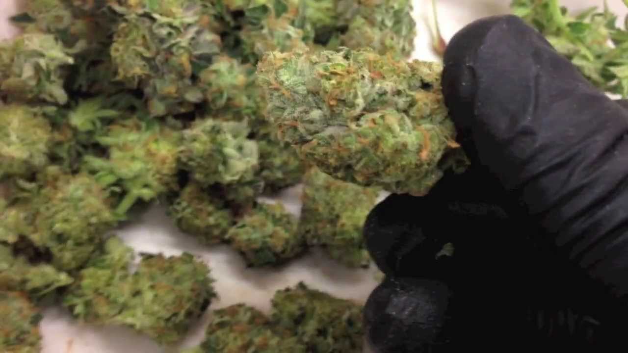 GSC BUD | Organic Indoor Thin Mint Cannabis | Recommended Formula | Girl Scout Cookies Buds