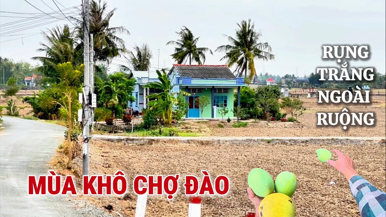 Tình Làng Nghĩa Xóm Là Đây, Một Lần Xuống Ruộng Lụm Xoài Vui Quá Chừng Luôn.