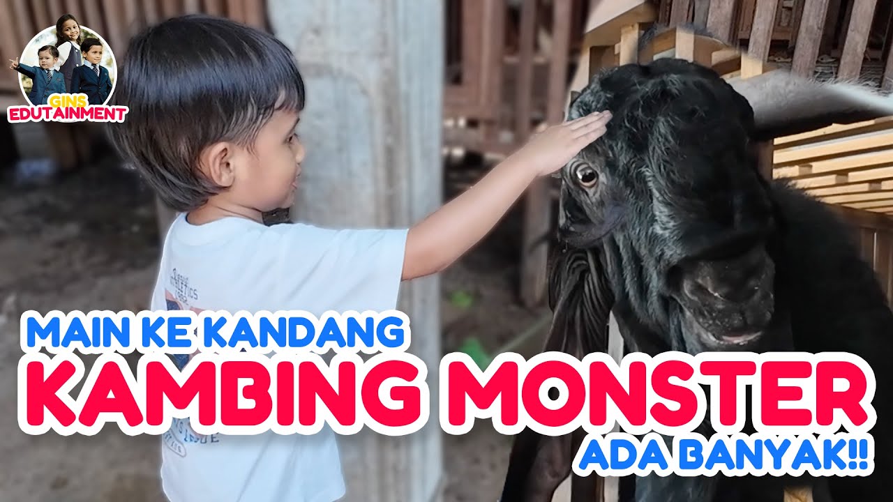 OXFORD KE RUMAH MONSTER‼️ KAMBING INI SEHARGA MOBIL, WOW..