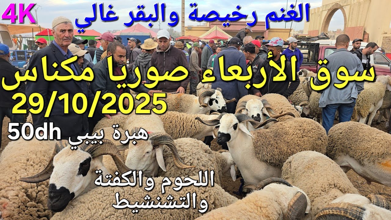 أثمنة الغنم والبقر والماعز واللحوم والخضر سوق الأربعاء مكناس اليوم 29/10/2025