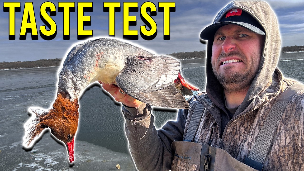 Is This Duck REALLY THAT BAD? (COMMON MERGANSER)