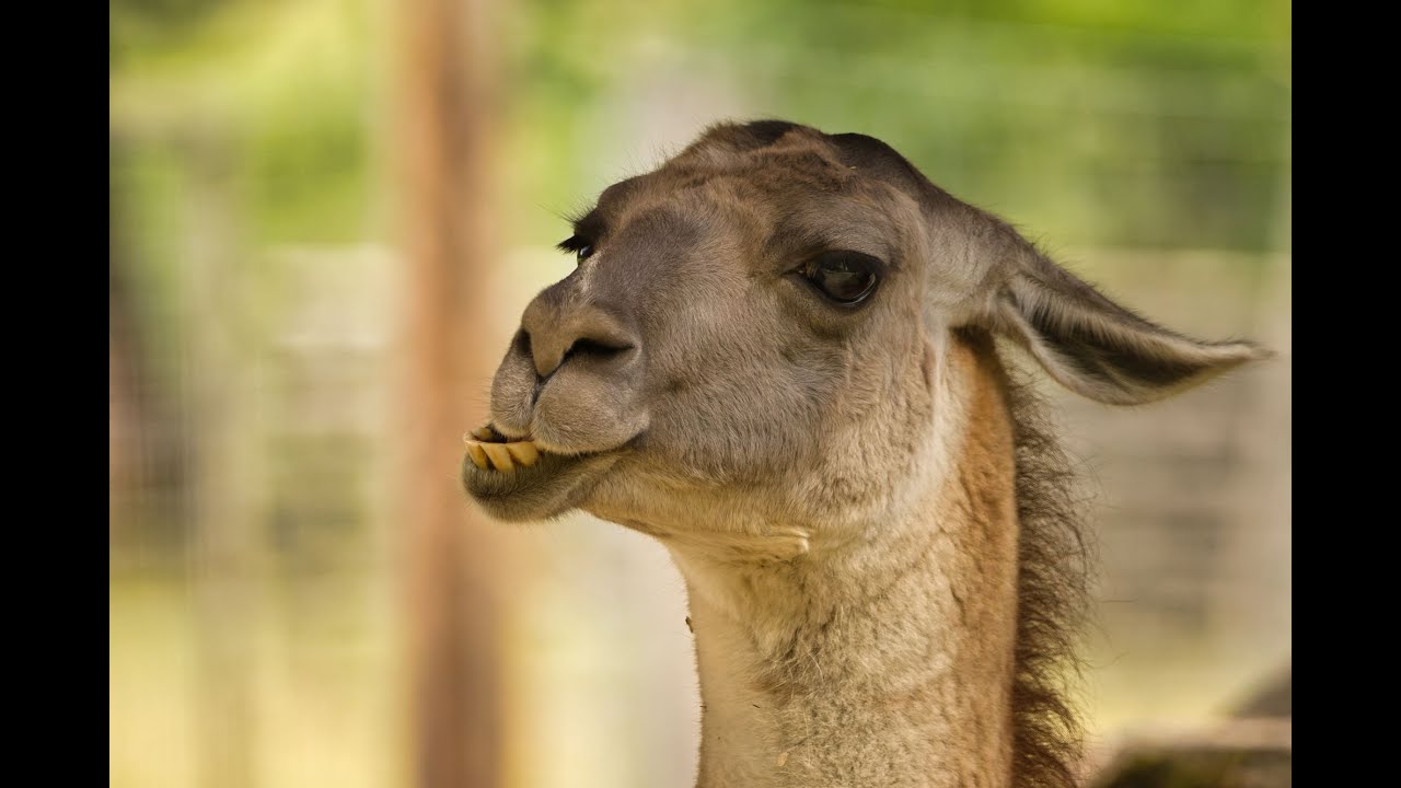 Wildtierpark Hambach