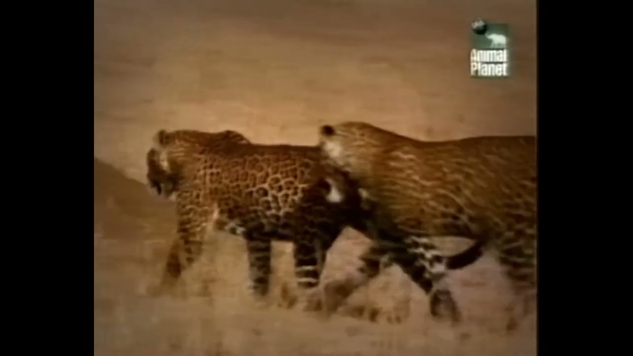 Animal Planet (Asia/India/Australia/Asia-Pacific) 2003 Idents & Bumpers