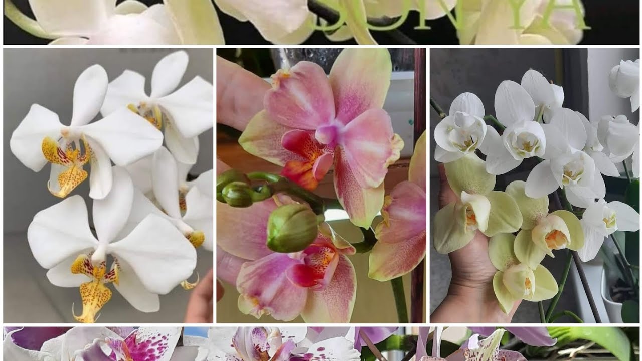 Морееее квітоносів🤩😍🦋#orchids #phalaenopsis #орхідеїметелики