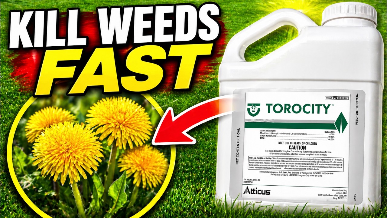 How to KILL Broadleaf Weeds WITHOUT Killing Your Grass