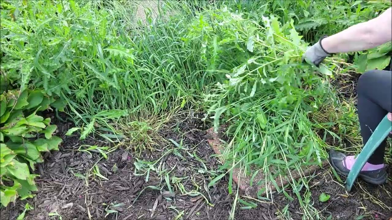 Crabgrass Weeding Part 2