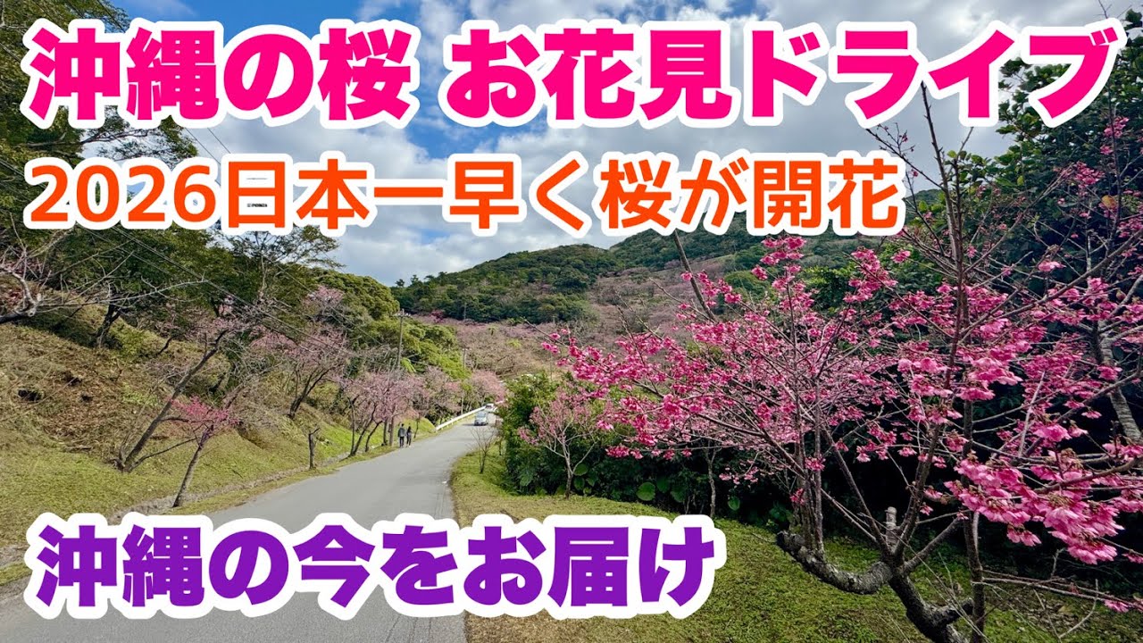 【沖縄の今をお届け】2026！沖縄お花見ドライブ 日本一早く桜が開花 「沖縄旅行情報」