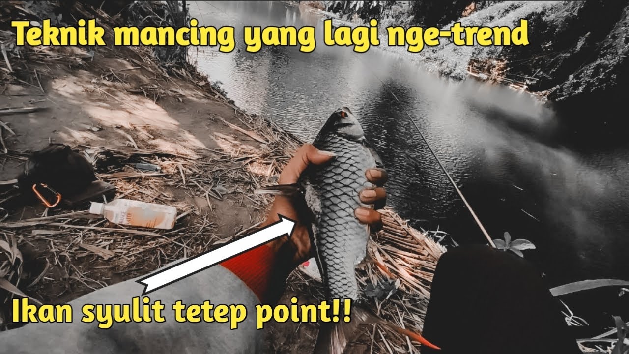 Memecahkan Mitos‼️Ikan sungai bedog yang katanya sulit dipancing ⁉️