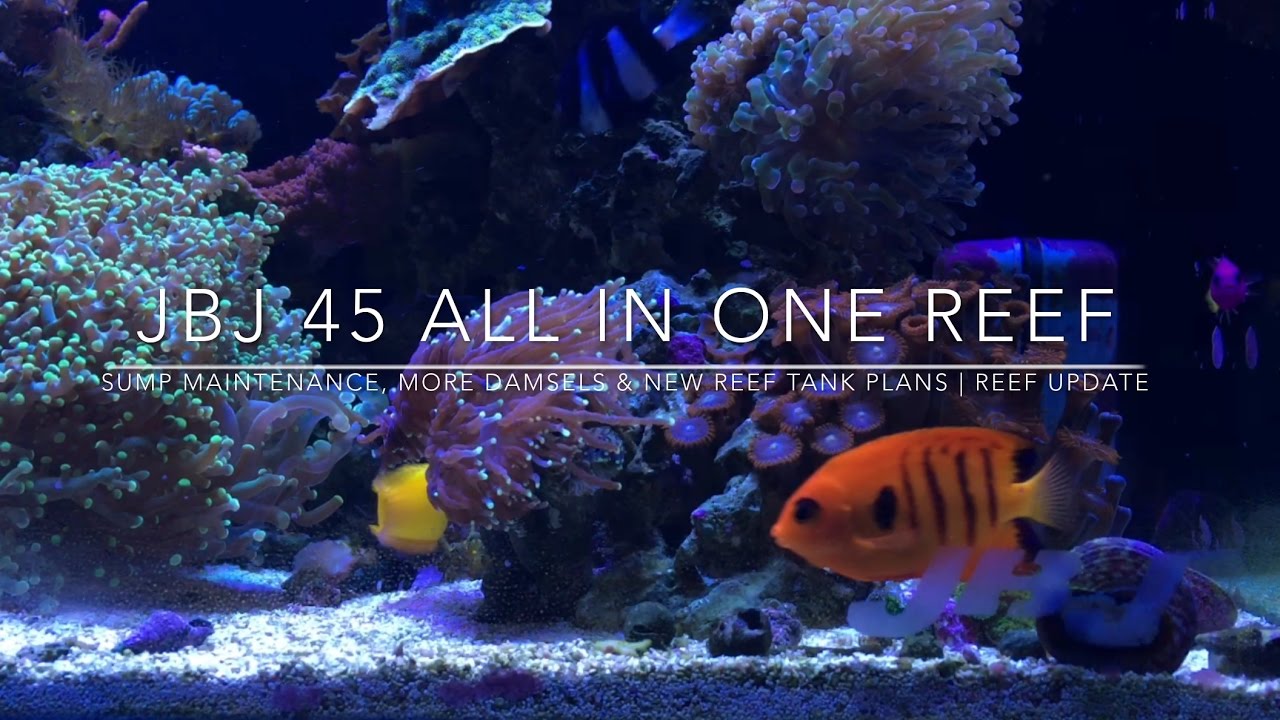 AIO Sump Maintenance, More Damsels & New Reef Tank Plans | Reef Update