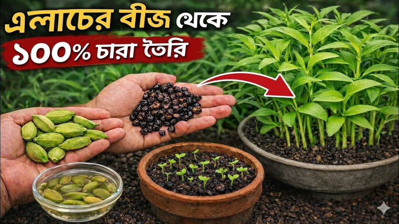 দোকানের এলাচ থেকে চারা হবেই! ১০০% সফল হওয়ার টেকনিক | Grow Cardamom from Seeds | Sobuj Garden 