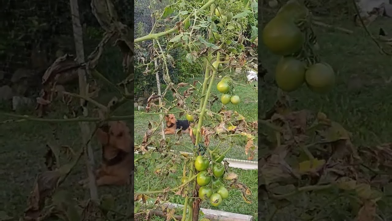 saben porqu&eacute; se secan las hojas de la tomatera?☹️☹️