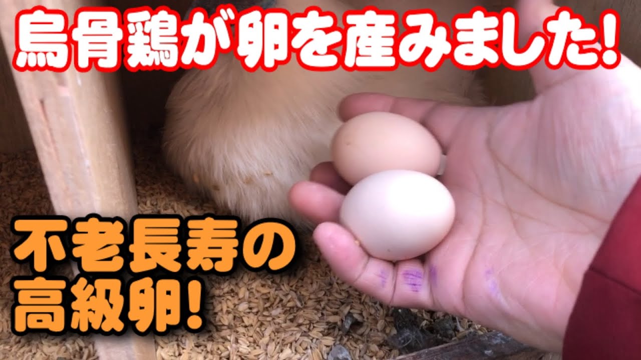 烏骨鶏が卵を産みました！不老長寿の高級卵！