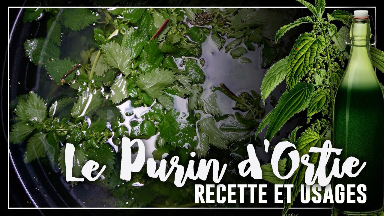 🌿PERMACULTURE : ORTIE volet 2 : 