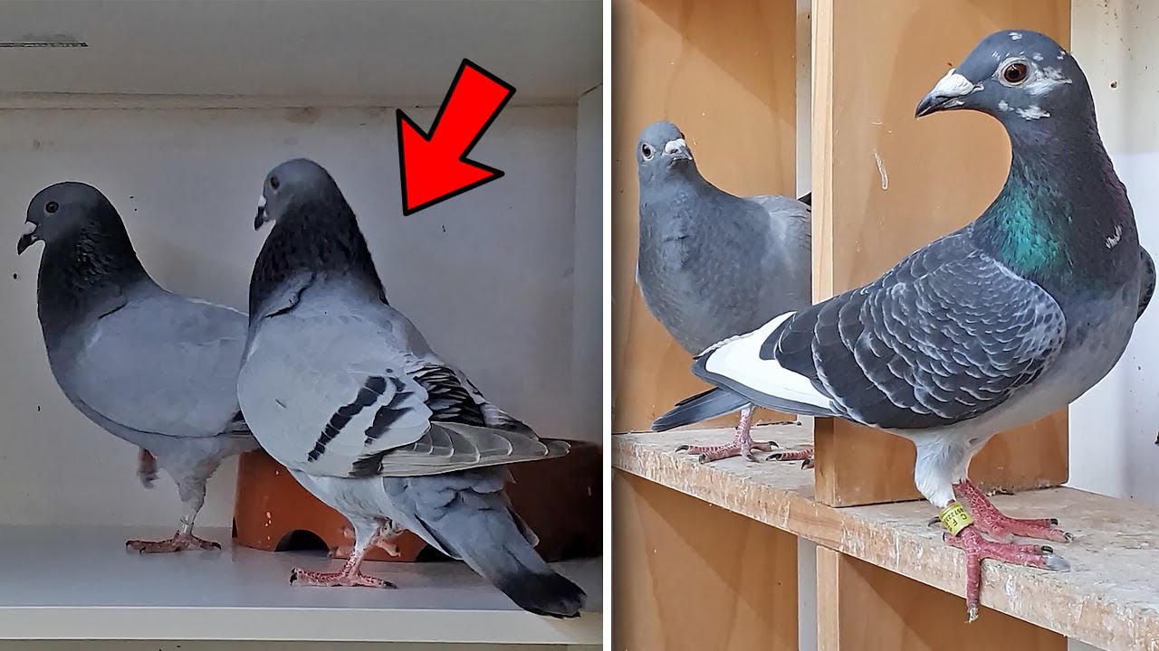 Pigeon Breeding Boxes & More Pairs To Breed  ( Chaos !! )