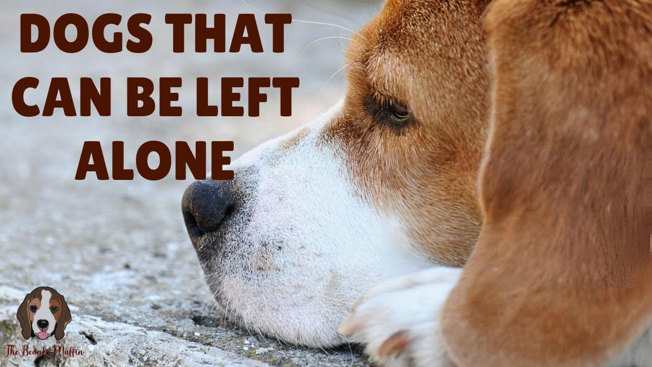 8 Dog Breeds Who Have No Problems Being Left Alone