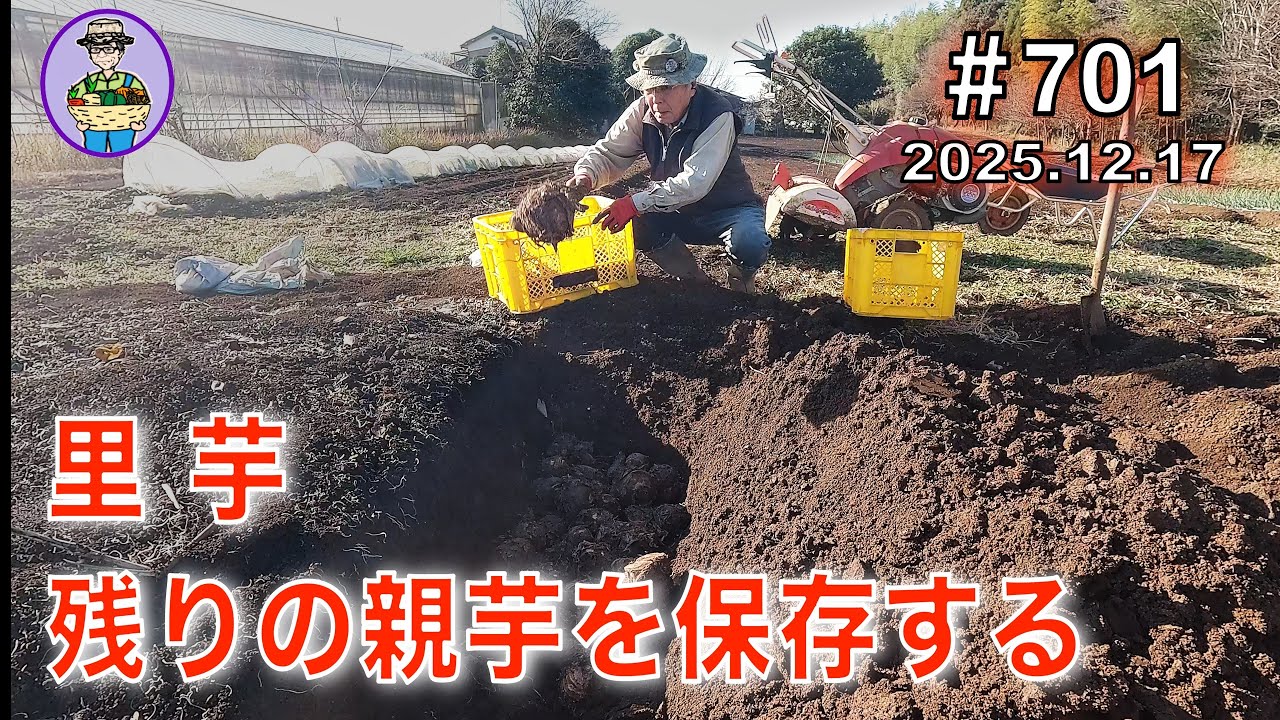 【里芋・大根】第701話、残っていた里芋の親芋を畑で保存する。大根３番手の防虫ネットを片付ける。#オーガニック栽培 #家庭菜園 #農業VLOG
