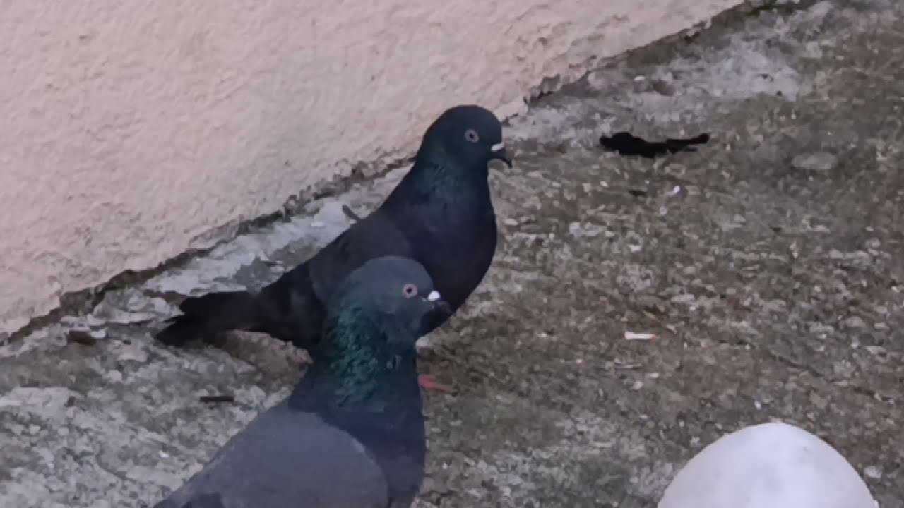 Artık dumanlı başka sahibinde