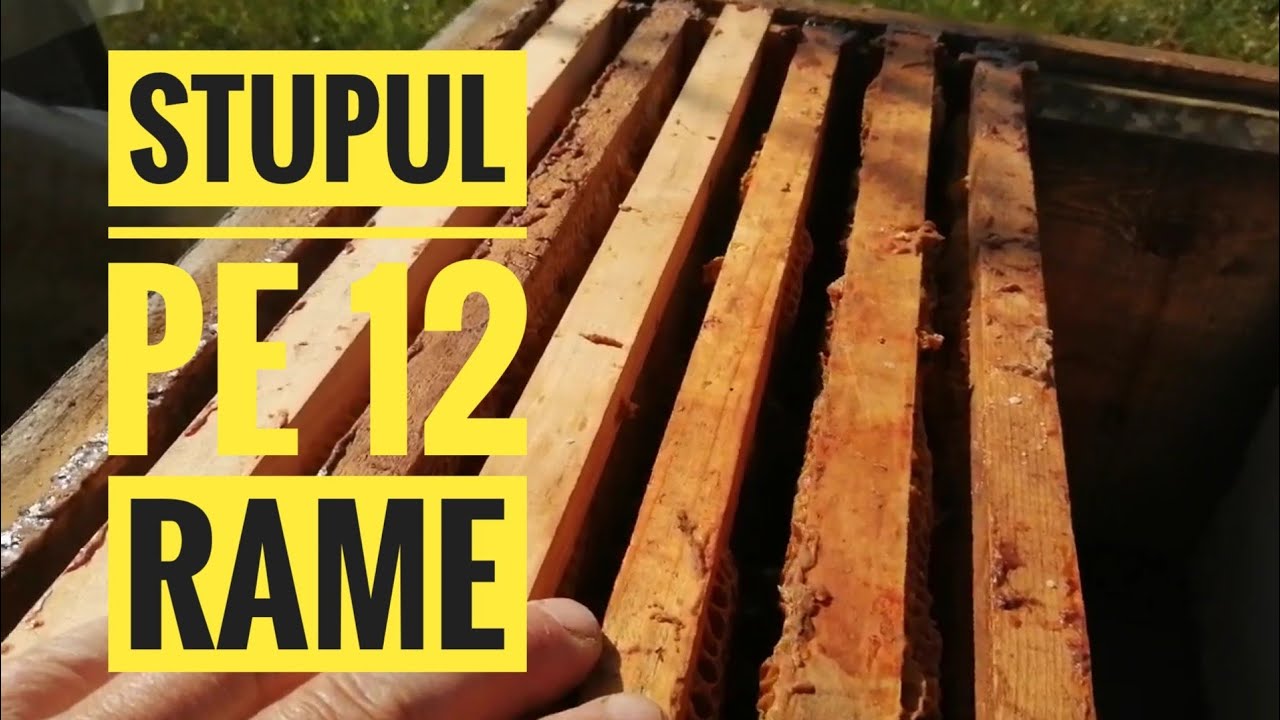 STUPUL PE 12 RAME.